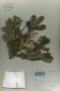 Abies koreana image