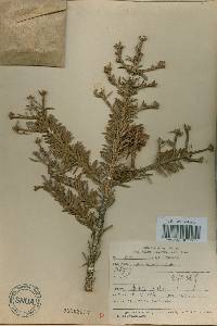 Abies koreana image