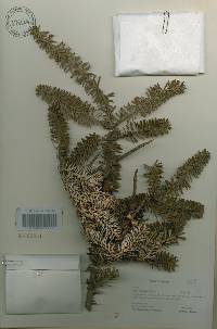 Abies koreana image