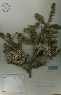 Abies koreana image