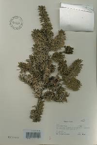 Abies koreana image