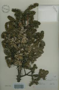 Abies koreana image