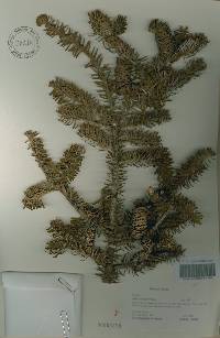 Abies koreana image