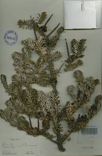 Abies koreana image