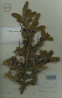 Abies koreana image