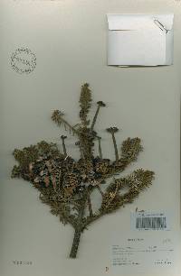 Abies koreana image