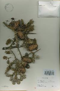 Abies koreana image