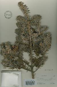 Abies koreana image