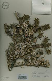 Abies koreana image