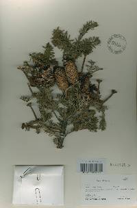 Abies koreana image