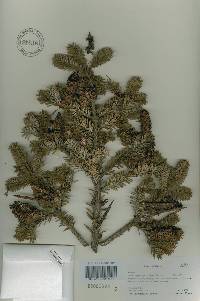 Abies nephrolepis image