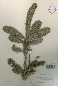 Abies nephrolepis image