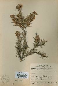 Abies nephrolepis image