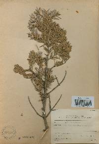 Abies nephrolepis image