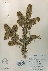 Abies nephrolepis image