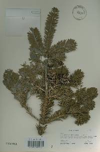 Abies nephrolepis image