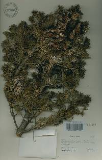 Abies nephrolepis image