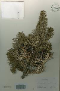 Abies nephrolepis image