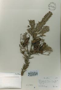 Abies nephrolepis image