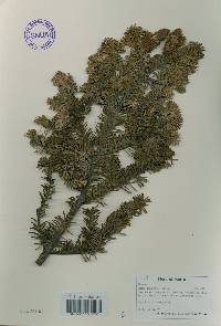 Abies nephrolepis image