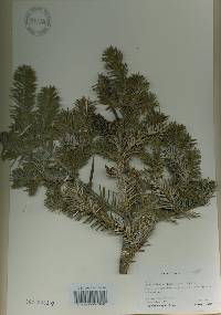 Abies nephrolepis image