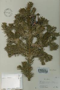 Abies nephrolepis image