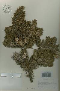 Abies nephrolepis image