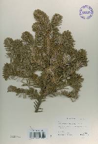 Abies nephrolepis image