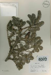 Abies nephrolepis image