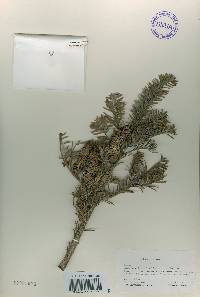 Abies nephrolepis image