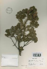 Abies nephrolepis image