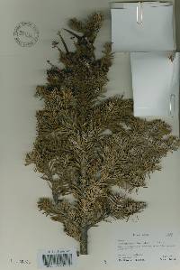 Abies nephrolepis image