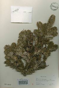 Abies nephrolepis image