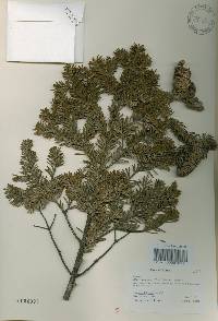 Abies nephrolepis image