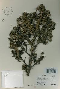 Abies nephrolepis image