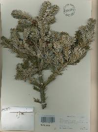 Abies nephrolepis image