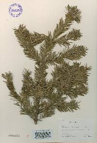 Abies nephrolepis image