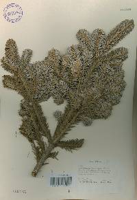 Abies nephrolepis image