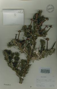 Abies nephrolepis image