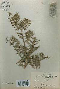 Cephalotaxus harringtonia image