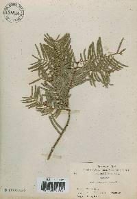 Cephalotaxus harringtonia image