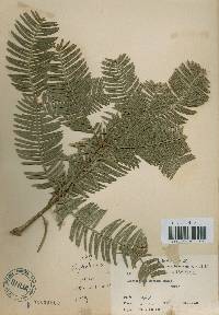 Cephalotaxus harringtonia image