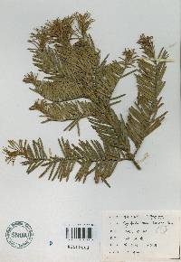 Cephalotaxus harringtonia image