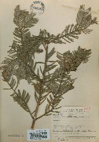 Cephalotaxus harringtonia image