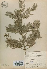 Cephalotaxus harringtonia image