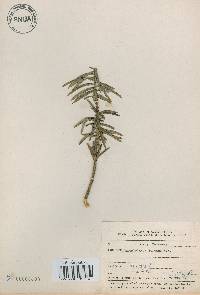 Cephalotaxus harringtonia image