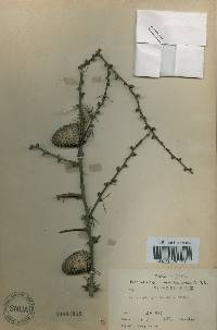 Larix kaempferi image