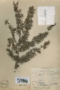 Larix kaempferi image