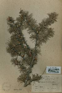 Larix kaempferi image