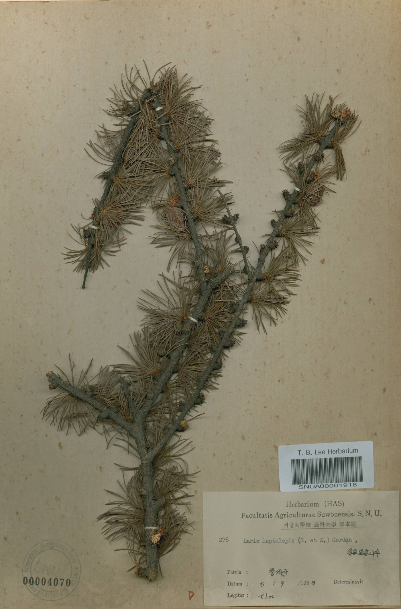 Larix kaempferi image